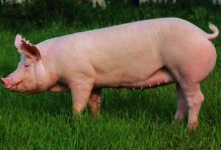 夏季令人头痛的母猪繁殖问题如何解决？