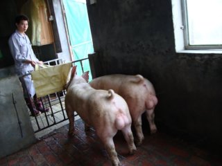 兴泰大白种猪4