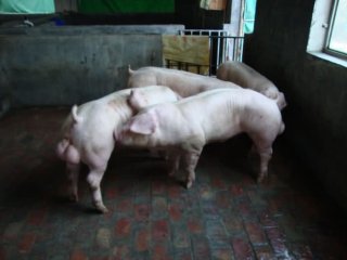 兴泰长白种猪2