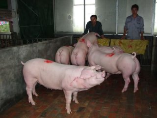 兴泰长白种猪3