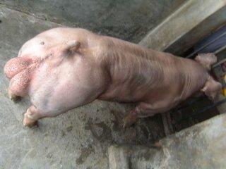 兴泰杜洛克种猪3
